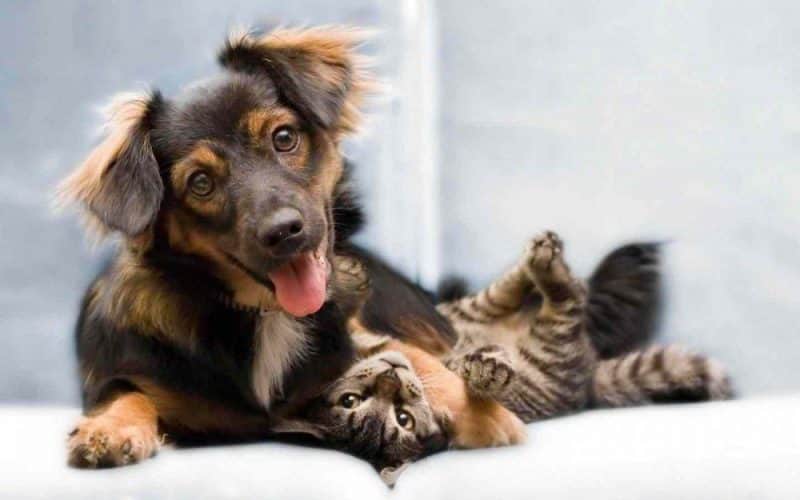 happy-dog-and-cat