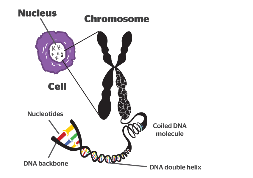 what-is-a-chromosome11