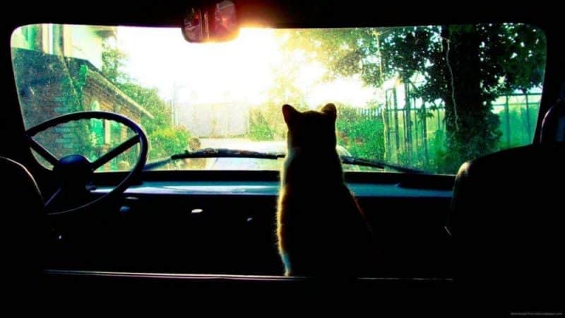 hipster-tumblr-wallpaper-cat-wallpapers