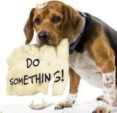 sad-do-something-dog