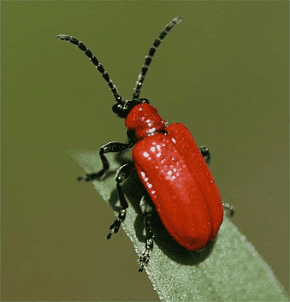 skatharia