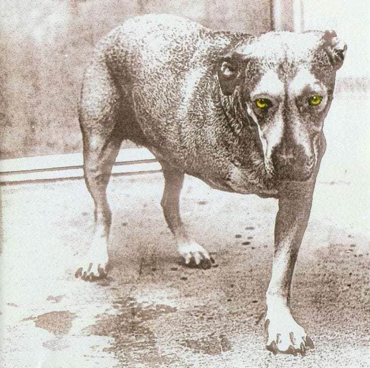 Πέρασαν 21 χρόνια απο την κυκλοφορία του album Alice in Chains