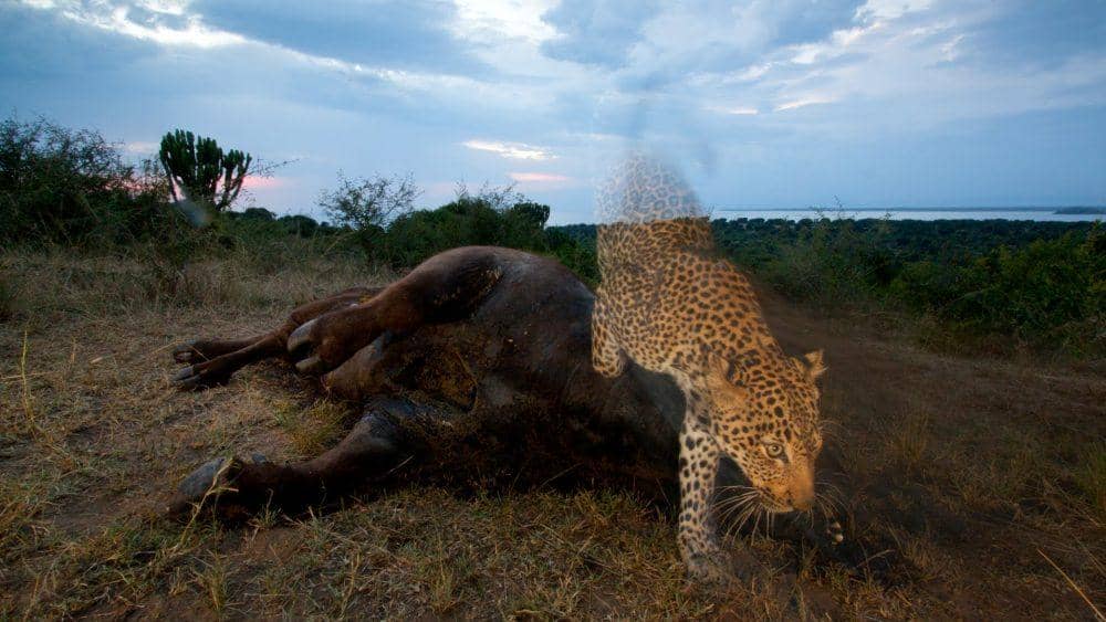 Joel Sartore