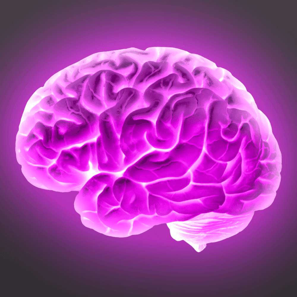 Brain