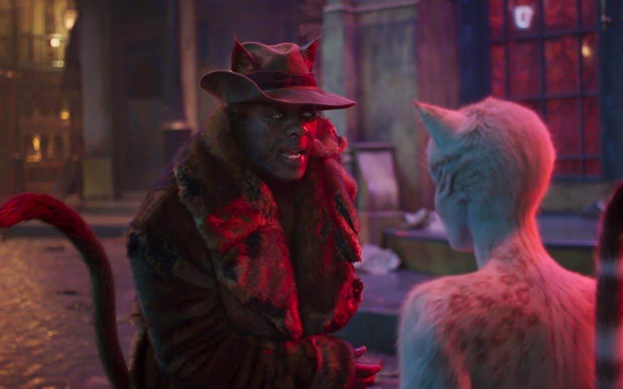 cats