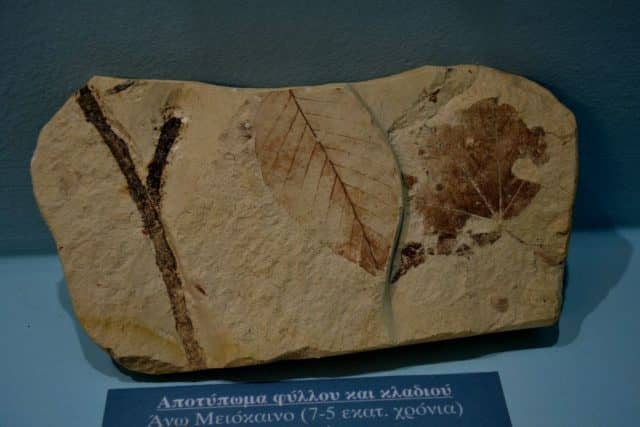 Μουσείο Γεωλογικής Ιστορίας Ολύμπου