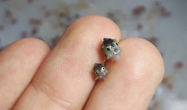 Φεγγαρόψαρο, ένας γίγαντας στη θάλασσα