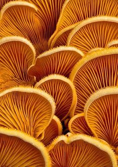 mushrooms