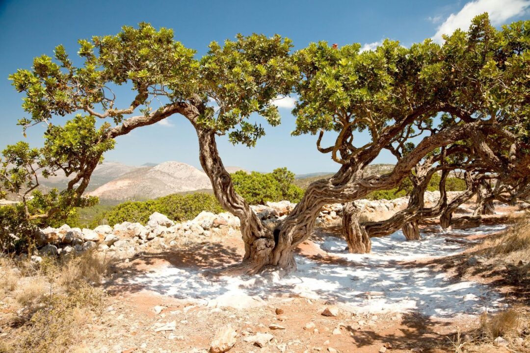 Χίος