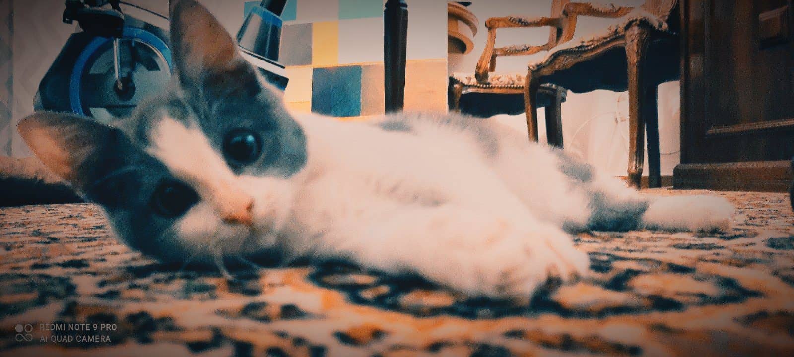 φιλοξένησε μια γάτα
