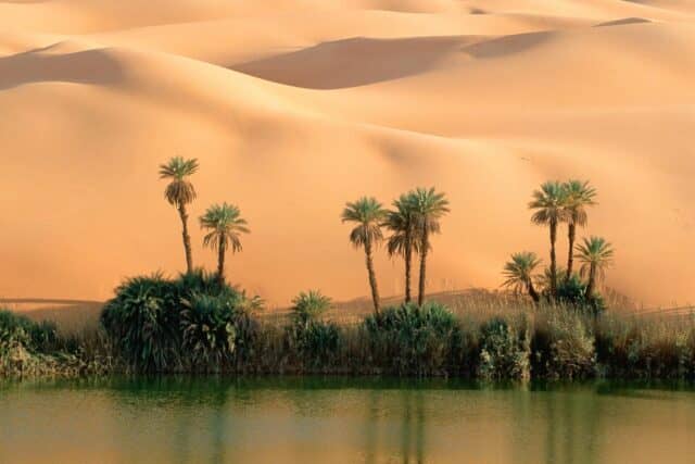 το οικοσύστημα της ερήμου