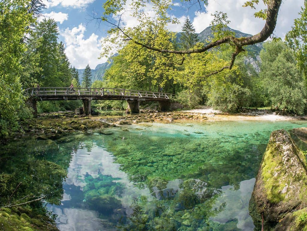 sava bohinjka