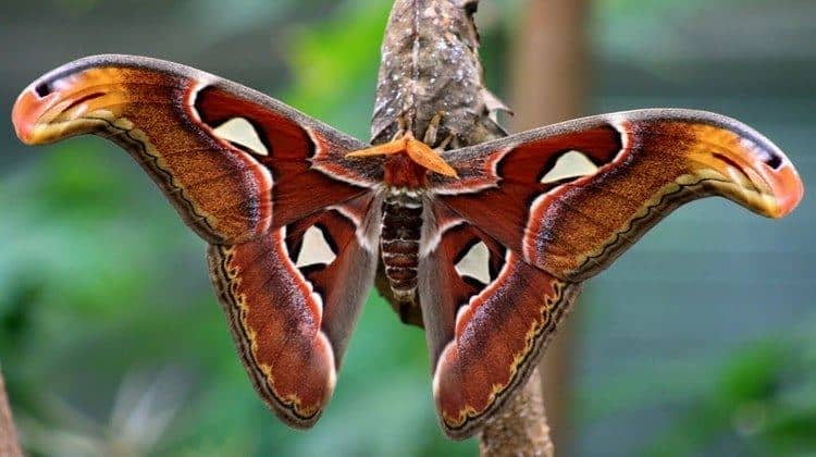 Attacus atlas