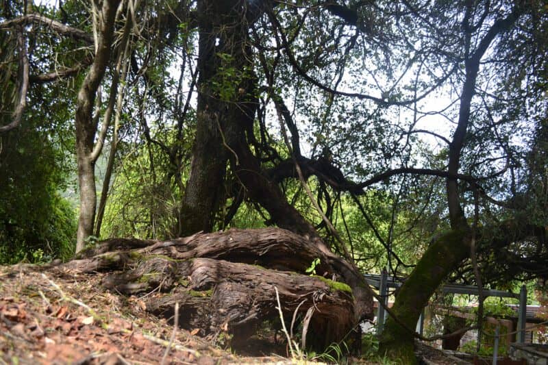 Kalavryta: el itinerario de excursión de otoño definitivo